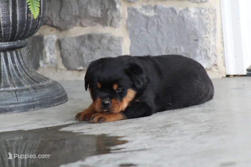 Sadie – Rottweiler puppy for sale in Newville, PA