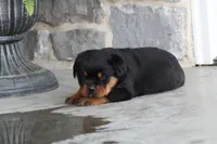 Sadie, a female Rottweiler for sale in Newville, PA – 1 of 10