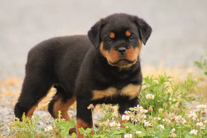 Shon – Rottweiler puppy for sale in Newville, PA