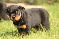 Kelly, a female Rottweiler for sale in Newville, PA – 3 of 9