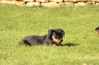 Sammy , a male Rottweiler for sale in Newville, PA – 8 of 8