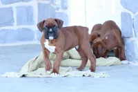 Zoey, a male Boxer for sale in Newville, PA – Photo 3 of 8