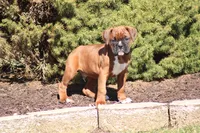 Zoey, a male Boxer for sale in Newville, PA – Photo 1 of 8