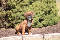 Zoey, a male Boxer for sale in Newville, PA – Photo 7 of 8
