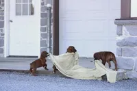 Zoey, a male Boxer for sale in Newville, PA – Photo 4 of 8