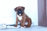 Zoey, a male Boxer for sale in Newville, PA – Photo 2 of 8