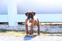 Zoey, a male Boxer for sale in Newville, PA – Photo 5 of 8