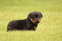 Shon, a male Rottweiler for sale in Newville, PA – 5 of 7