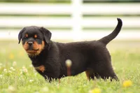 Sandra , a female Rottweiler for sale in Newville, PA – 4 of 7