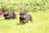 Kelly, a female Rottweiler for sale in Newville, PA – 2 of 9