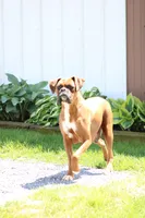 Belle , a female Boxer for sale in Newville, PA – Photo 5 of 5