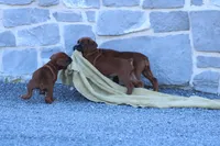 Belle , a female Boxer for sale in Newville, PA – Photo 4 of 5