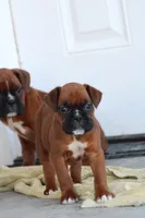 Belle , a female Boxer for sale in Newville, PA – Photo 2 of 5