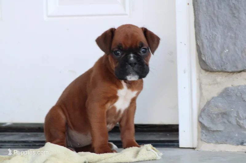 Belle  – Boxer puppy for sale in Newville, PA