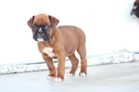 Belle , a female Boxer for sale in Newville, PA – Photo 3 of 5