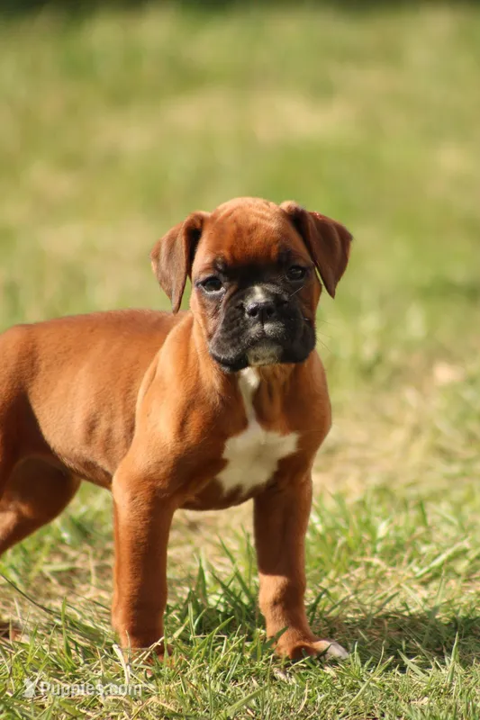 Belle  – Boxer puppy for sale in Newville, PA