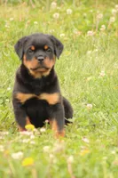 Sadie, a female Rottweiler for sale in Newville, PA – 10 of 10