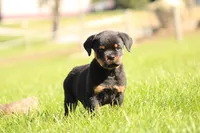 Tucker, a male Rottweiler for sale in Newville, PA – 6 of 7
