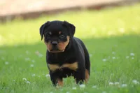 Shasta, a female Rottweiler for sale in Newville, PA – 6 of 10