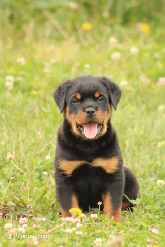 Sadie – Rottweiler puppy for sale in Newville, PA