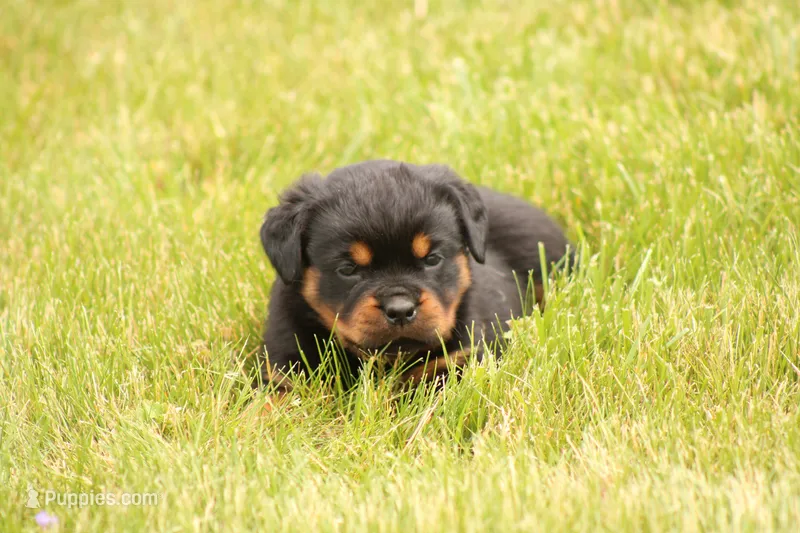 Shasta – Rottweiler puppy for sale in Newville, PA