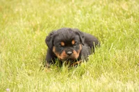 Shasta, a female Rottweiler for sale in Newville, PA – 1 of 9