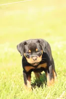 Tilly, a female Rottweiler for sale in Newville, PA – 3 of 7