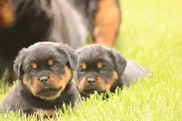Shasta, a female Rottweiler for sale in Newville, PA – 6 of 9