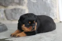 Sadie, a female Rottweiler for sale in Newville, PA – 6 of 10