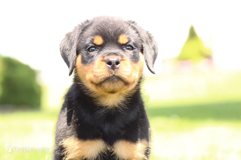 Davis – Rottweiler puppy for sale in Newville, PA