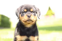 Davis, a male Rottweiler for sale in Newville, PA – 1 of 10
