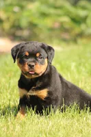 Robby, a male Rottweiler for sale in Newville, PA – 2 of 6