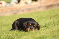 Sammy , a male Rottweiler for sale in Newville, PA – 3 of 8