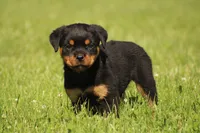 Shasta, a female Rottweiler for sale in Newville, PA – 4 of 10