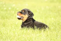 Shasta, a female Rottweiler for sale in Newville, PA – 3 of 10