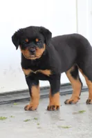 Sadie, a female Rottweiler for sale in Newville, PA – 9 of 10