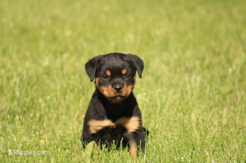 Shasta – Rottweiler puppy for sale in Newville, PA