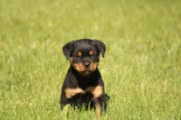 Shasta, a female Rottweiler for sale in Newville, PA – 1 of 10