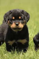 Davis, a male Rottweiler for sale in Newville, PA – 2 of 10