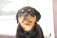 Danielle, a female Rottweiler for sale in Newville, PA – 2 of 8