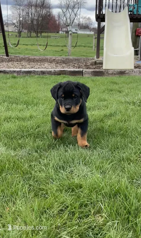 Bobby, a male Rottweiler for sale in Newville, PA – Photo 1 of 5