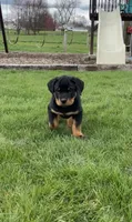 Bobby, a male Rottweiler for sale in Newville, PA – Photo 1 of 5