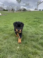 Bobby, a male Rottweiler for sale in Newville, PA – Photo 2 of 5