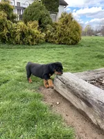 Bobby, a male Rottweiler for sale in Newville, PA – Photo 5 of 5