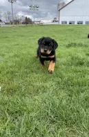 Bobby, a male Rottweiler for sale in Newville, PA – Photo 4 of 5