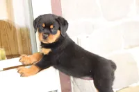 Danielle, a female Rottweiler for sale in Newville, PA – 3 of 8