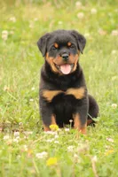 Sadie, a female Rottweiler for sale in Newville, PA – 8 of 10