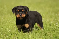 Shasta, a female Rottweiler for sale in Newville, PA – 5 of 10