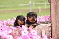 Fiona, a female Rottweiler for sale in Newville, PA – 6 of 9