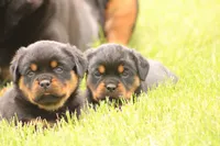 Shon, a male Rottweiler for sale in Newville, PA – 4 of 7